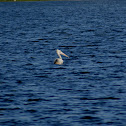 Dalmatian Pelican