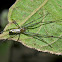 Decorative Leucauge Spider