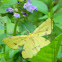 Crocus Geometer