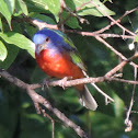 Painted Bunting (male)