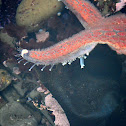 Sea Star