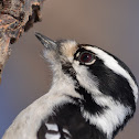 Downy Woodpecker