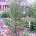Cilantro-Spanish  Coriander- English
