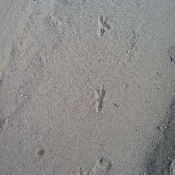 Spotting Image 1