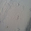 Road Runner tracks
