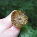 Oak Gall