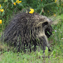 North American Porcupine