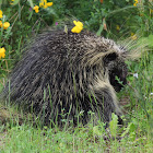 North American Porcupine