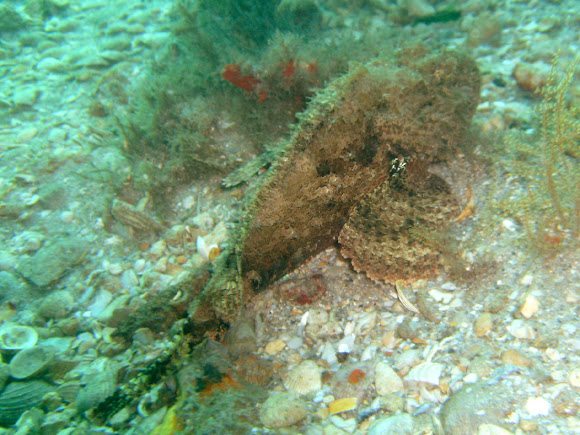 Spotting Image 1