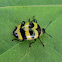 Fungus beetle