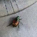 Japanese Beetle