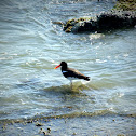 American Oystercatcher or Ostrero común americano