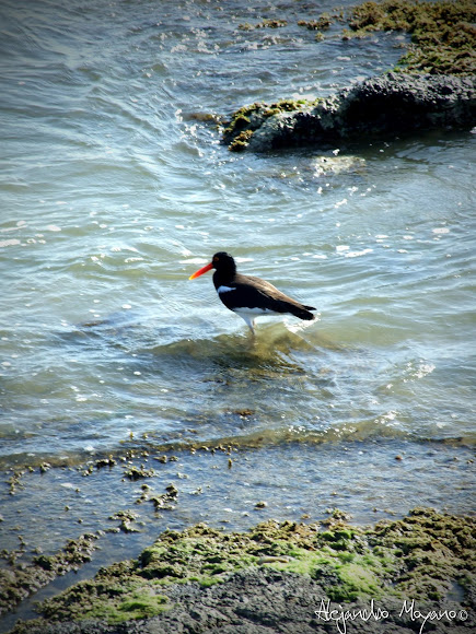 Spotting Image 1