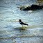 American Oystercatcher or Ostrero común americano