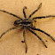 Tarantula Wolf Spider