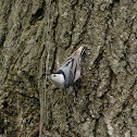 White-breasted Nuthatch