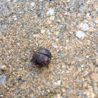 Rolly Polly ( pill bug )