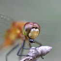 flame skimmer
