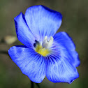 Common Flax