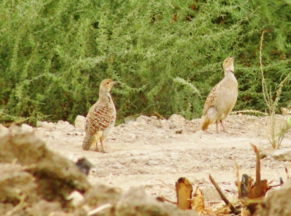 Spotting Image 1