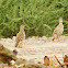 सफ़ेद तीतर Grey Francolin