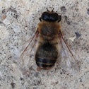 Honeybee