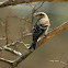 Pine Siskin