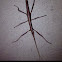 Stick Bug
