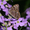 Northern Pearly-eye butterfly