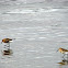 Sand Pipers