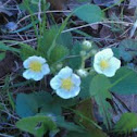 Wild strawberries