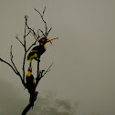 Great Pied Hornbill or Great Indian Hornbill