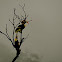 Great Pied Hornbill or Great Indian Hornbill