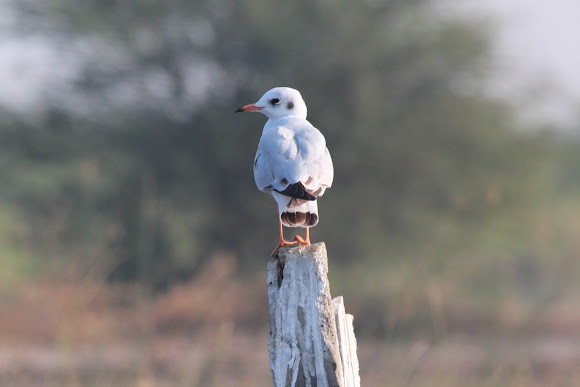 Spotting Image 1