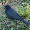Brewer's Blackbird