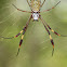 Nephila