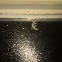 Mediterranean House Gecko
