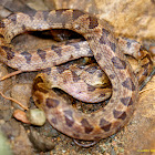 Cat-eyed Snake