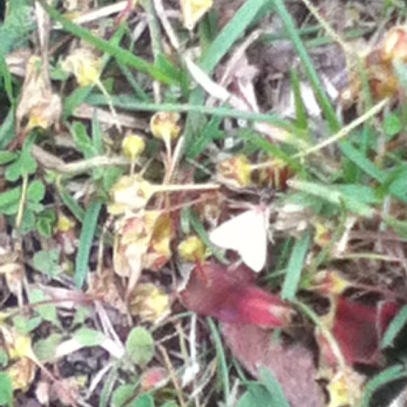 Spotting Image 1