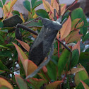 Leaf-footed Bug