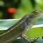 Oriental Garden Lizard