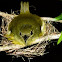 White-collared Manakin (female) chick and male )