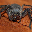 Bark Spider ?