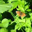 Zerene Fritillary