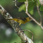 Female and Male Orchard Oriole