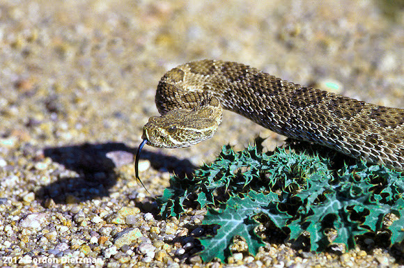 Spotting Image 1