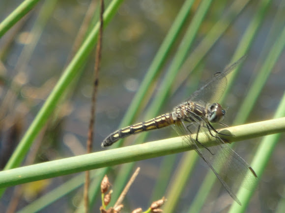 Spotting Image 1
