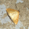Lesser Pearl