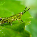 Unknown Grasshopper