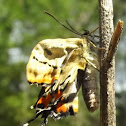 Emerging imperial blue butterfly